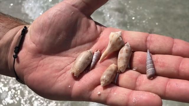 Virtual Beach Walk + Beach combing + Shelling. Apple Murex, Lightning Whelk & live Calicro Crab! смотреть онлайн