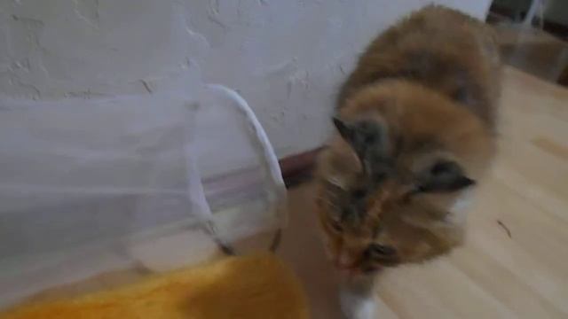 Что это? Кошка Подушка. смотреть онлайн