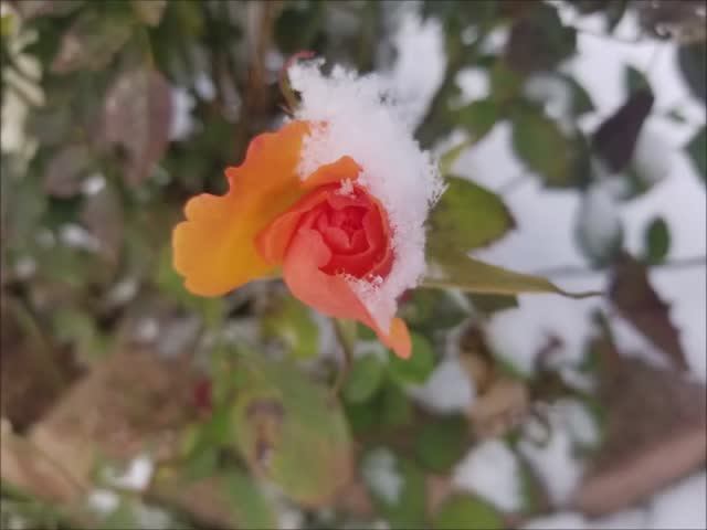 Новый Год Исполняет автор.