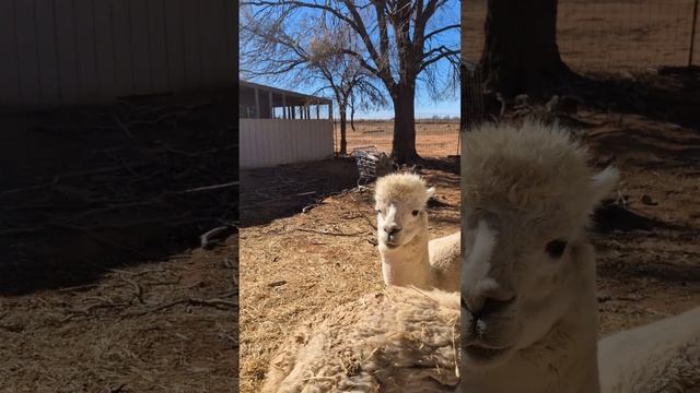 Visiting our Special Needs alpaca pen. смотреть онлайн