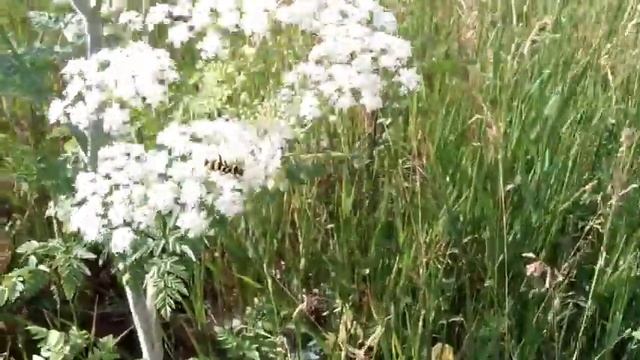Пёстрый усач смотреть онлайн