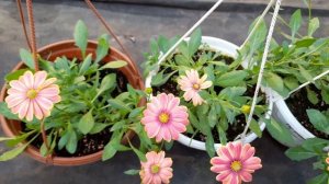 Обзор сортов петунии вегетативной и новый остик!