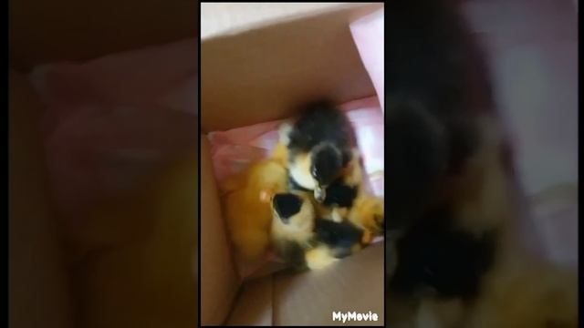 Покраска козлятника, вылупление утят . смотреть онлайн