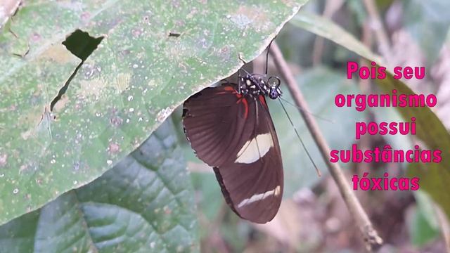 Borboleta Heliconius смотреть онлайн