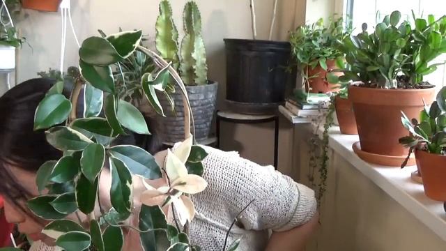 Hoyas, Side by Side Comparison смотреть онлайн