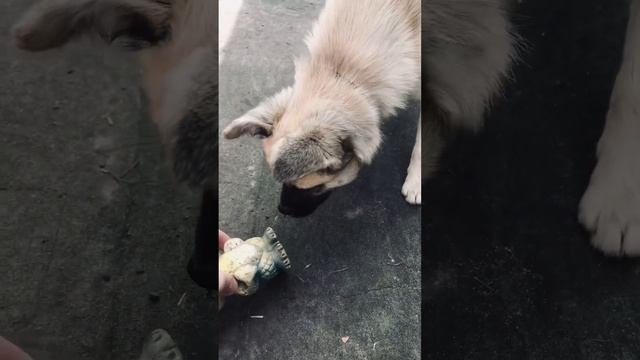 Цырк 🙀собачка и жаба 🐸 смотреть онлайн