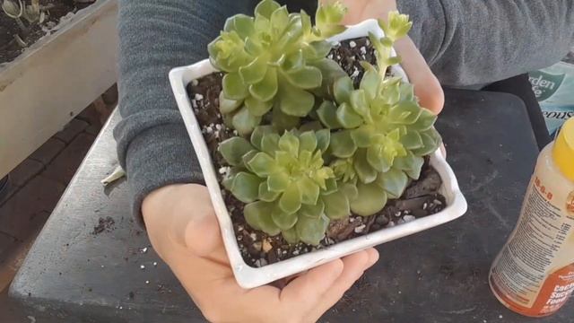 Trasplantando sedeverias Letizia|yellow humbert💚 #suculentas #plantas #jardín #sedeveria #cactus смотреть онлайн