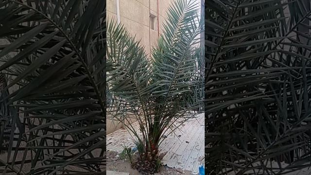 Как вырастить Финиковое дерево 🌴.чем жарче тем быстрее растёт. смотреть онлайн