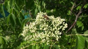 L'arbre à miel - Tetradium daniellii