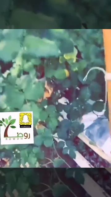 تقرير من رحلتي في (أمستردام) مدينة الورد وهولندا تتميز بالنباتات المميزة والرائعةوسأعرض لكم جزء بسي смотреть онлайн