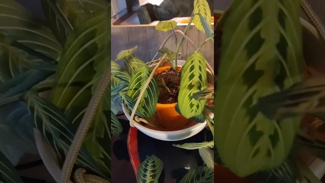 Calatea Lemon Lime/English version/ everything you need to know/watering solutions#calatea #plants смотреть онлайн