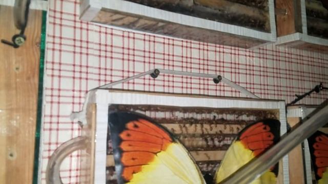 Кампонотус макулатус 41. Самцы атакуют. смотреть онлайн