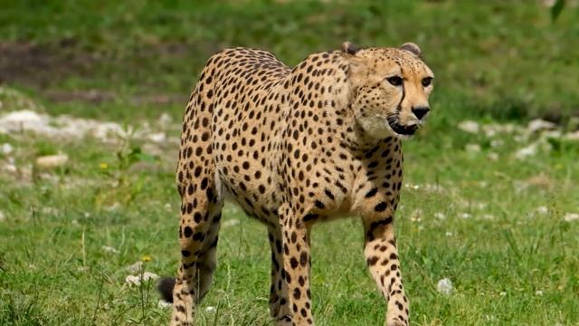 Animals Cheetah Тварини Гепард