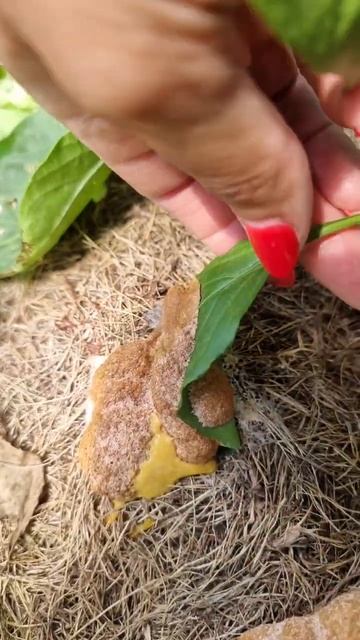 Перец оброс спорами или странной субстанцией. смотреть онлайн