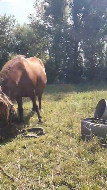 #летовдеревне #деревня #nature #horse #природа #animals #пони смотреть онлайн