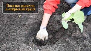 Посадка капусты в открытый грунт