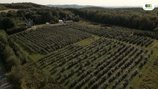 Sourcing of Sea buckthorn leaves, star ingredient of Eyeglorius™ | Gattefossé смотреть онлайн