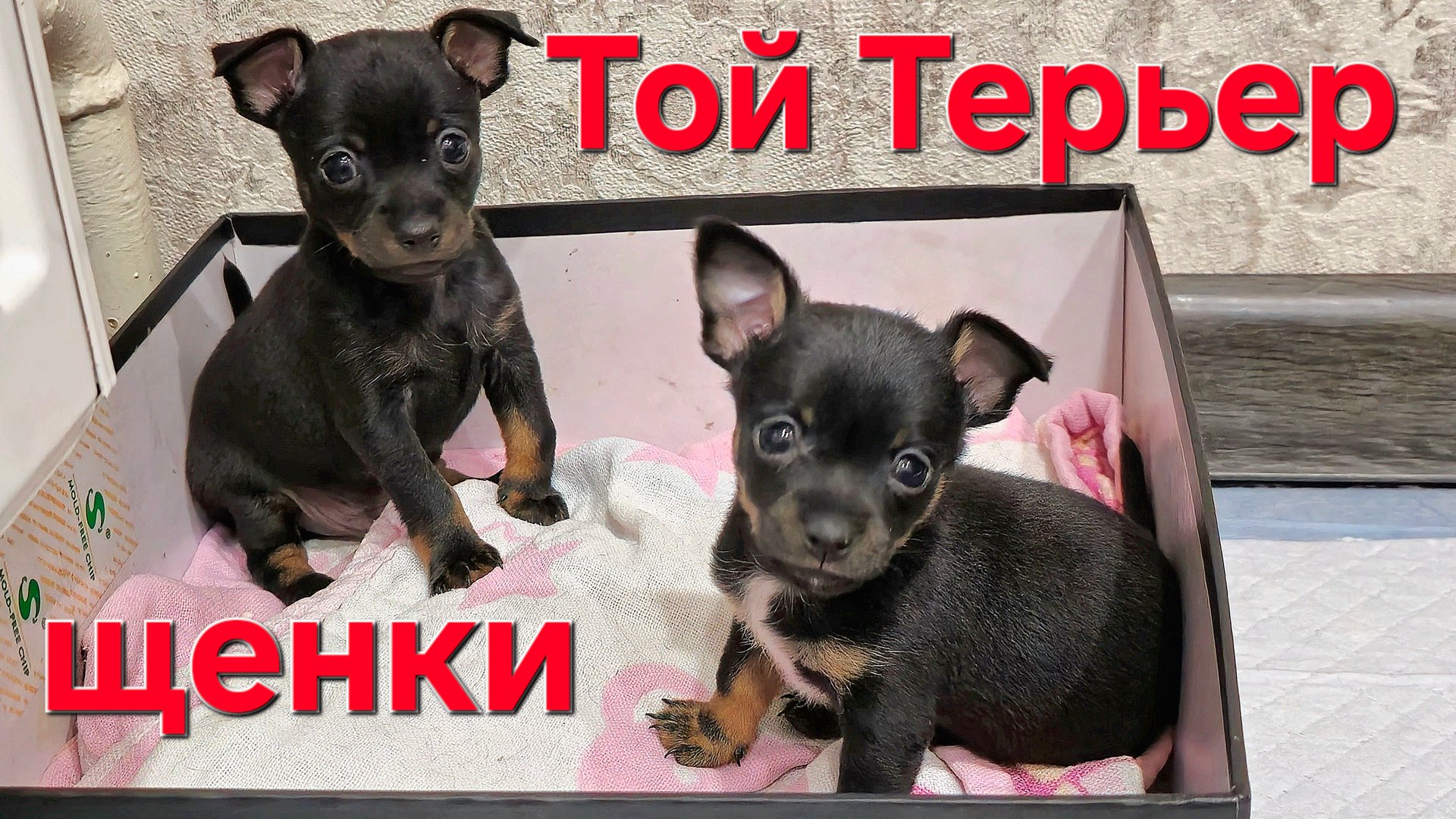 Щенки Той Терьера ищут новых владельцев !) смотреть онлайн