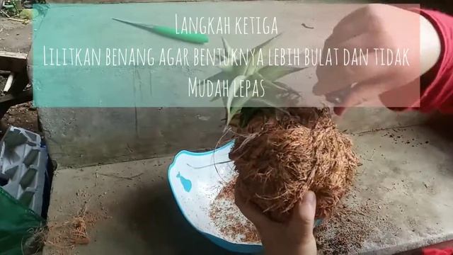 CARA MEMBUAT KOKEDAMA смотреть онлайн