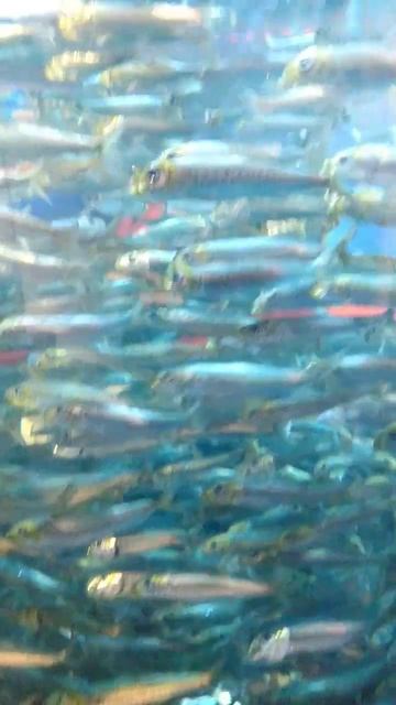 Last peaks!! Enjoy...🔥 смотреть онлайн