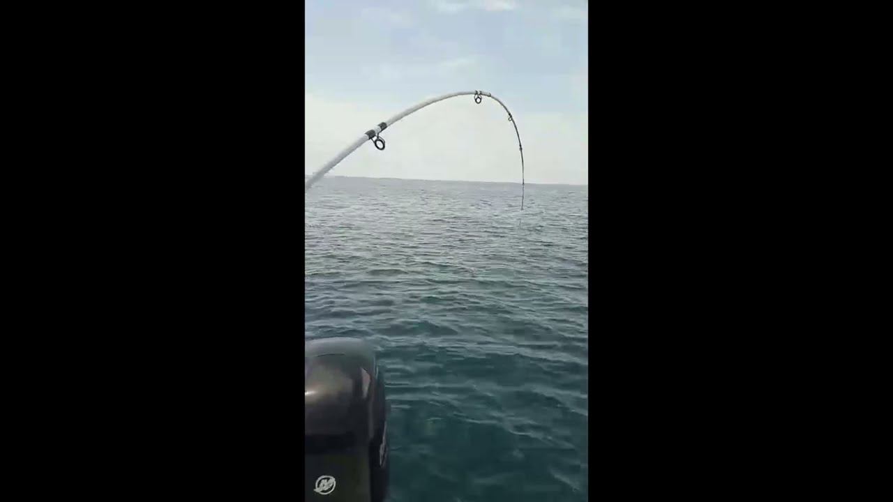 Монстр чуть удочку не сломал. смотреть онлайн