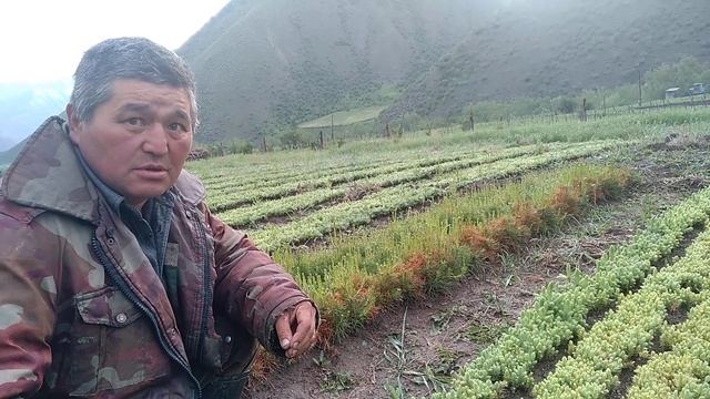 АРЧА-КАРАГАЙ ӨСТҮРҮҮНҮН МАШАКАТЫ. АДИС АЙТЫП БЕРЕТ смотреть онлайн