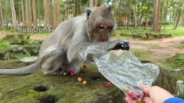 The oldest monkey, Tima and Ashley, will always be good friends смотреть онлайн