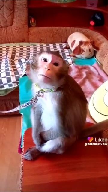 "Не игрушка, а смышлёное существо": сахалинская семья приютила яванскую макаку смотреть онлайн