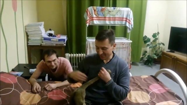 МЕДВЕДЬ МЕДОВЫЙ- КИНКАЖУ, В ГОСТИНИЦЕ, РАЗВЛЕКАЕТСЯ С АДМИНИСТРАТОРОМ. смотреть онлайн