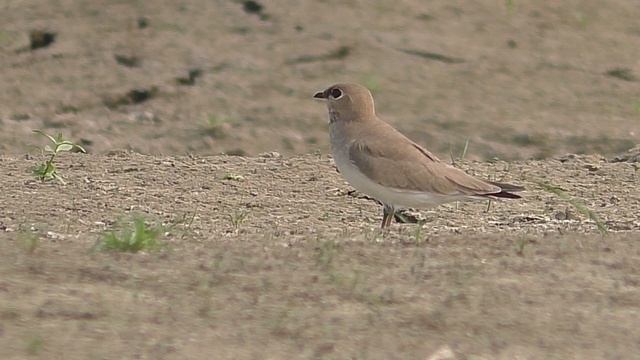 Bird of the day.. Small Pratincole - Glareola lactea смотреть онлайн
