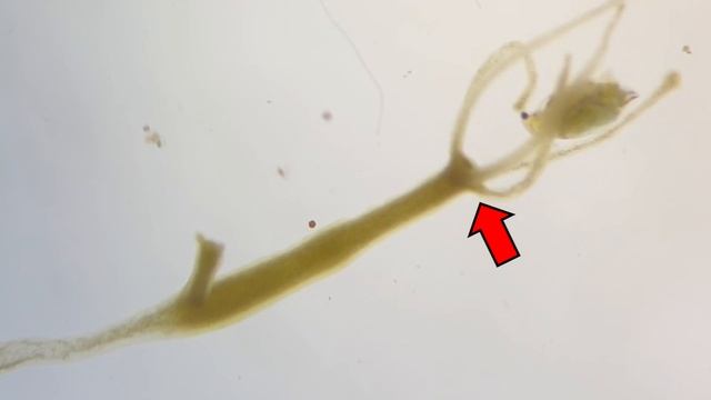 HYDRA Hunting a Water Flea ! смотреть онлайн
