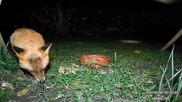 Our beautiful young fox enjoying some breakfast 06/03/21 смотреть онлайн