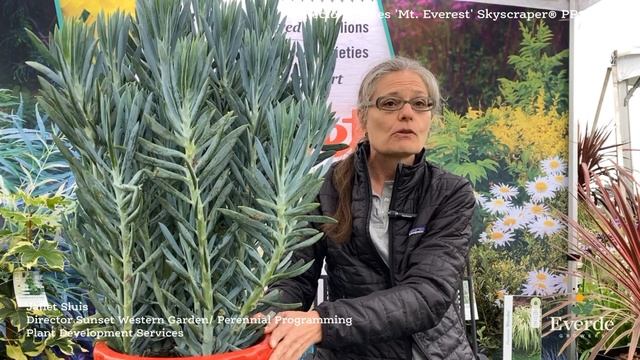 Senecio Ficoides 'Mt. Everest' Skyscraper® PP22188
