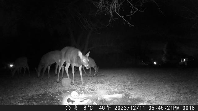 December 12th 2023 Trail Camera Compilation Part A смотреть онлайн