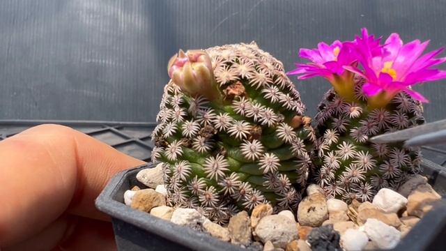 仙人掌 乳突屬 仙人掌 克氏丸介紹Mammillaria hernandezii insroduction смотреть онлайн