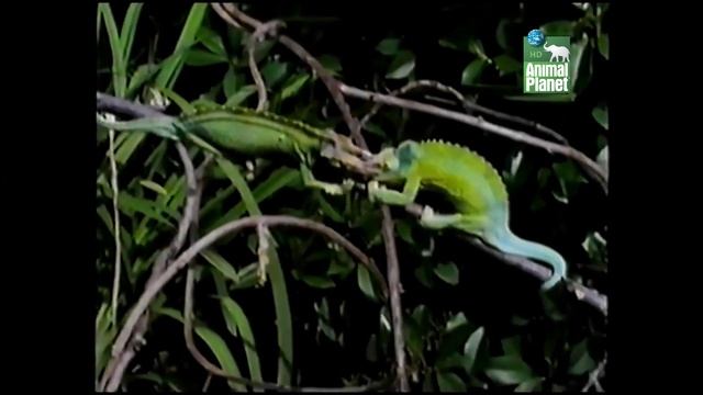Animal Planet - Life is Wild on Animal Planet - Chameleon VS Chameleon Remake смотреть онлайн