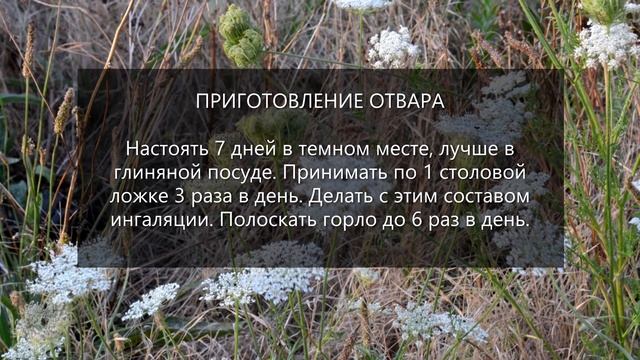 Сбор № 366. При фарингитах и ларингитах. смотреть онлайн