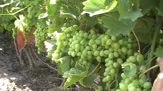 Виноград і дощ між собою не сумісні. Ефективність калійно-фосфорних підживлень під корінь винограду смотреть онлайн