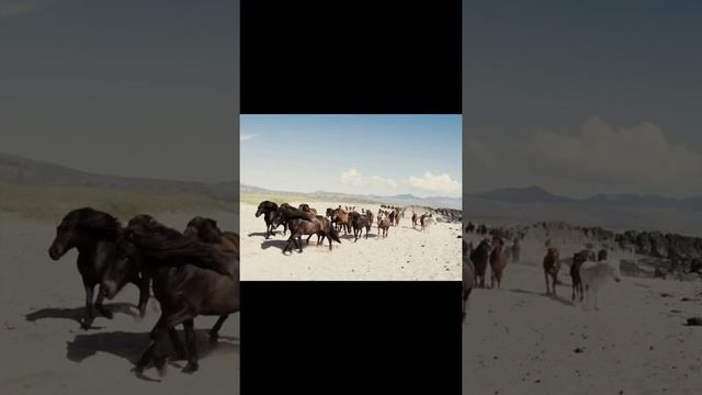 Исландские лошади в объективе Gígja Einars (FotoRelax.ru). смотреть онлайн