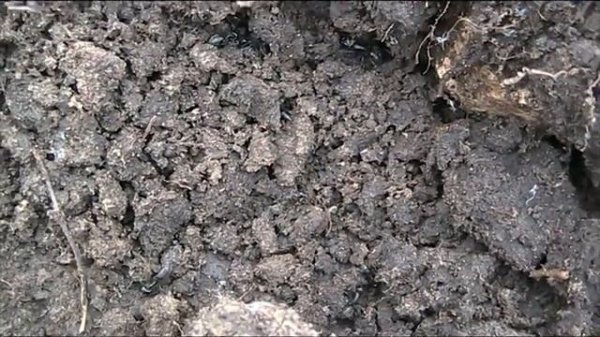 Огромные чёрные муравьи