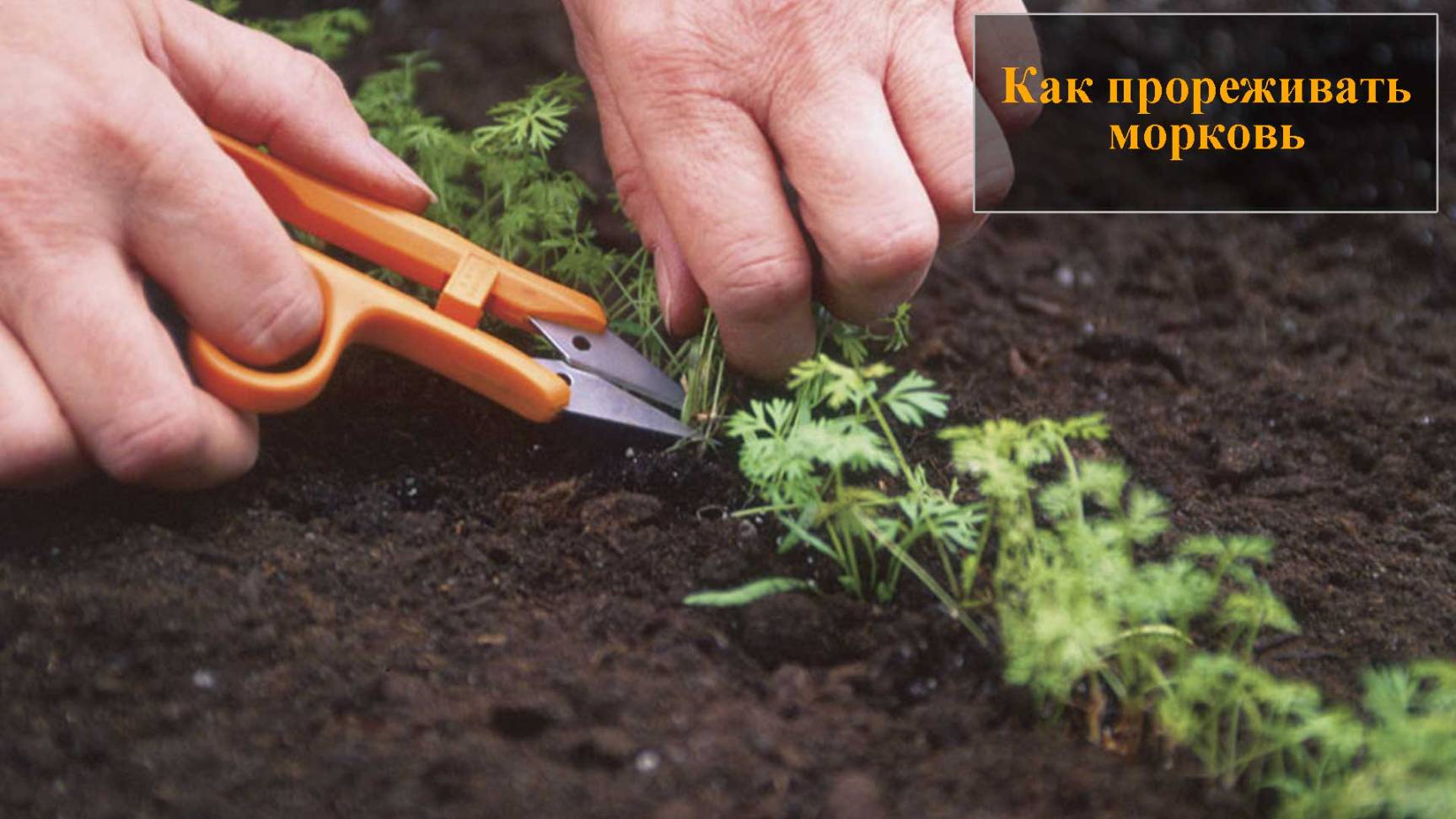 Как прореживать морковь смотреть онлайн