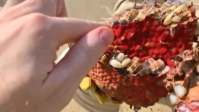 ✅Нашли ГНЕЗДО Гигантских ШЕРШНЕЙ под землёй ☠ ИСКУСАЛИ😱 Обезвреживаем дымовухой опасный. смотреть онлайн