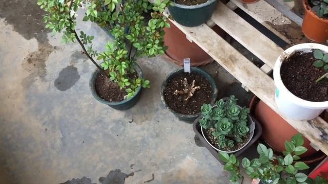 Flower335クリスマスローズさん達の開花とクレマチスさん達の新芽その他の花々達 смотреть онлайн