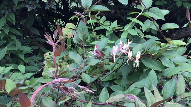 Chèvrefeuille de Chine 'Lonicera japonica chinensis' Un parfum frais de jasmin coiffé смотреть онлайн