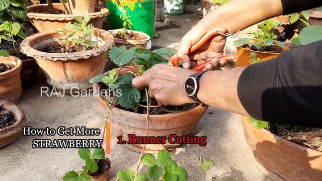 টবে ভাল স্ট্রবেরি ফলাতে এই কাজগুলো এখনই করুন | Grow HUGE Strawberries in Pot | RAJ Gardens | 4K смотреть онлайн