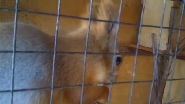 Бельчонок Сеня смотреть онлайн