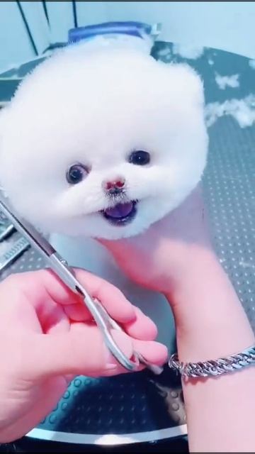 #doggy #maltese #pomsky #poodle #pomeraina #maltipoo #puppydog #dog #doge #dogs #dogsoftiktok#cute смотреть онлайн