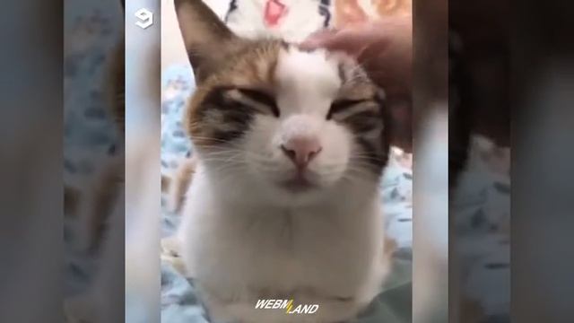 webm 9 - Cat meme/ Милый котик смотреть онлайн
