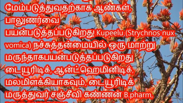 114 P 139 Erythrina indica கல்யாண முருங்கை смотреть онлайн