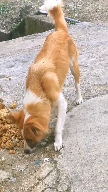 Mongrel #dog #mongraal #dogworld смотреть онлайн